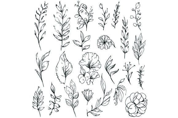 Download Botanical Illustration Black and White - Premium Resources