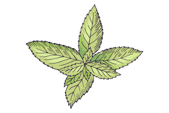 Download Mint Botanical Illustration. Green Leave - Premium Resources