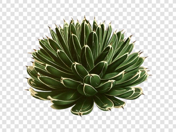 Download Jungle Botanical Illustration - Premium Resources